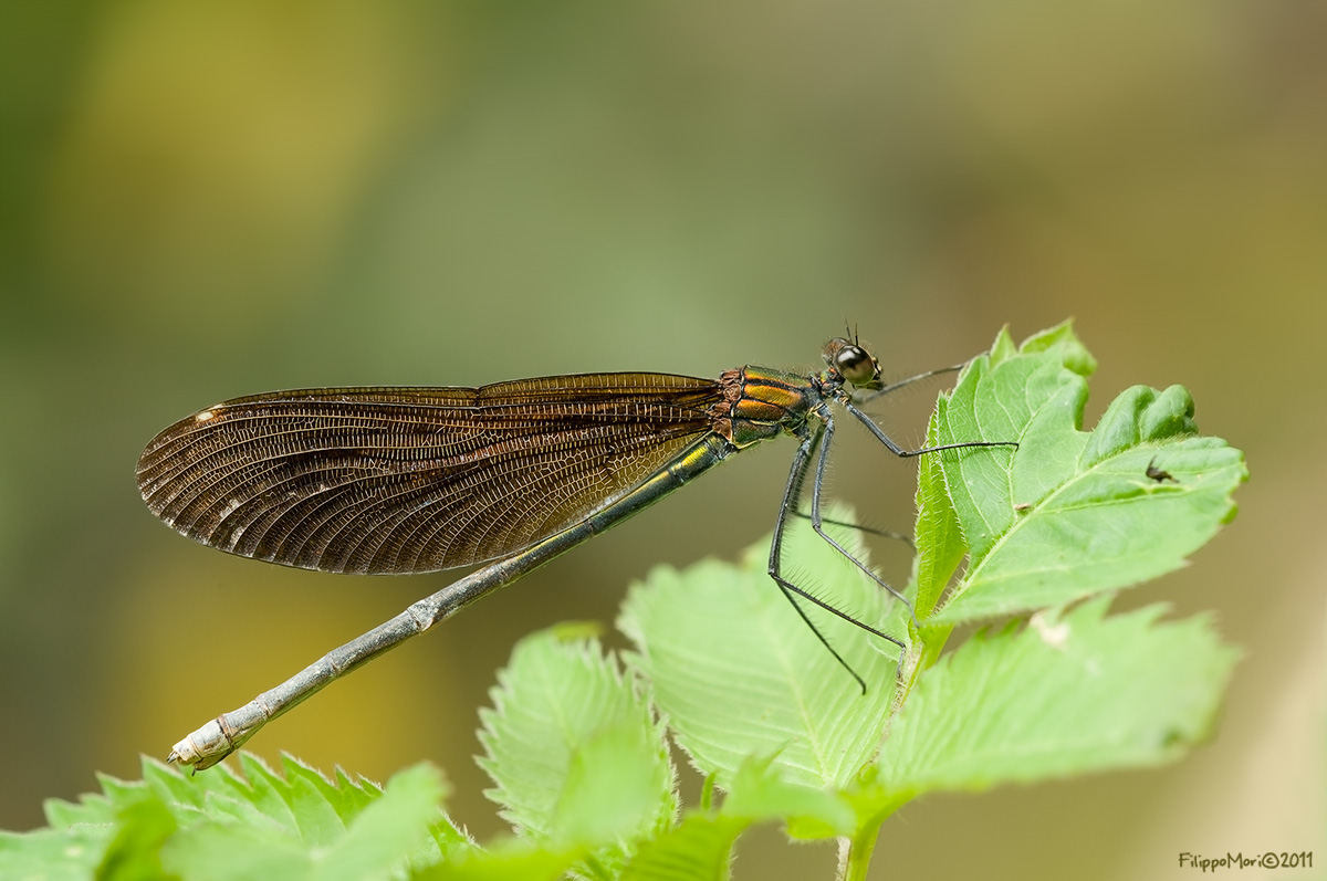 Calopteryx sconosciuta..